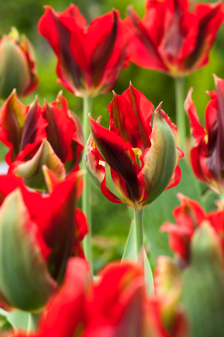 Tulpe ( Tulipa ) Hollywood Star 5 St.