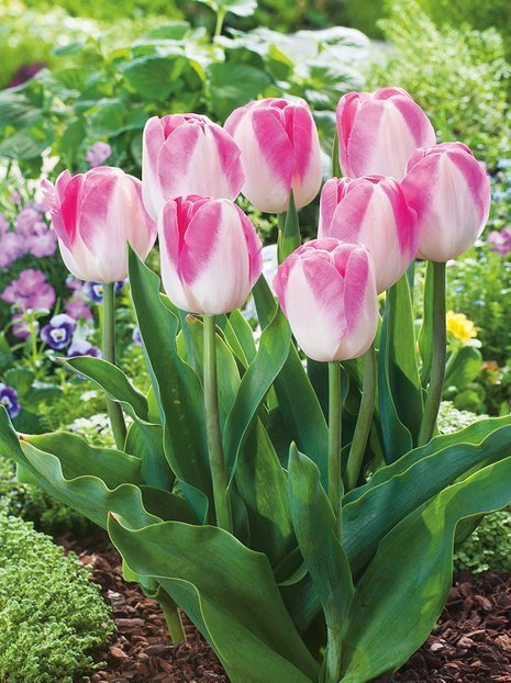 Tulpe (Tulipa) 'Innuendo'