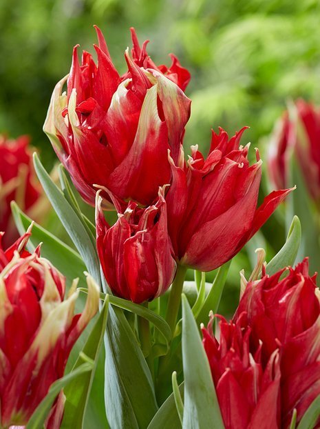 Tulpe (Tulipa) 'Lily-flowering Red Spider'