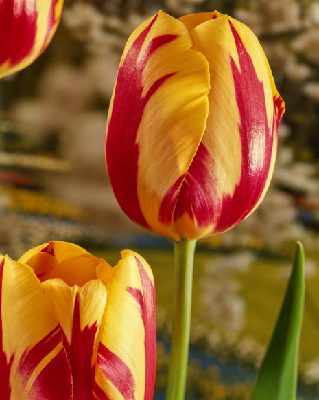 Tulpe ( Tulipa) Olympic Flame 5 St.