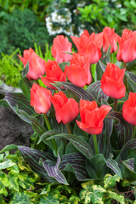 Tulpe ( Tulipa ) Oratorio 5 St.