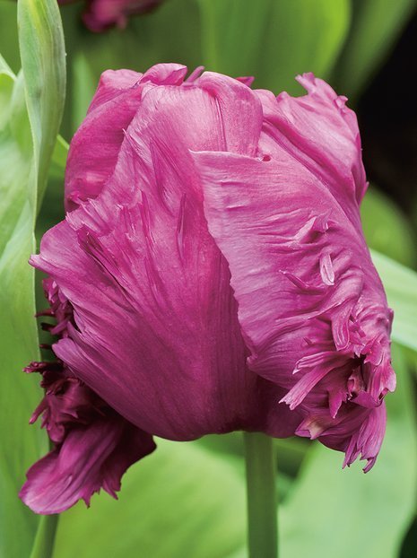 Tulpe (Tulipa) 'Parrot Prince'