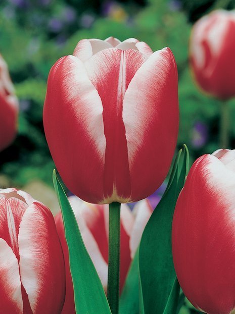 Tulpe (Tulipa) Rot-Weiß  am billigsten