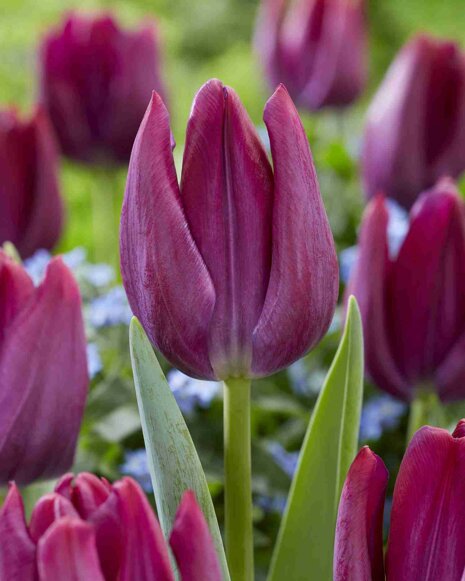 Tulpe ( Tulipa ) Scamper 5 St.