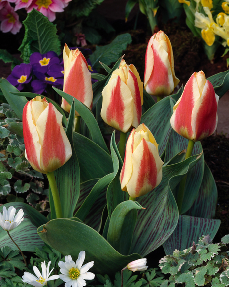 Tulpe ( Tulipa ) Tarafa 5 St.