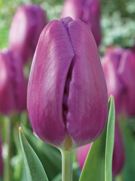 Tulpe (Tulipa) Violett am billigsten