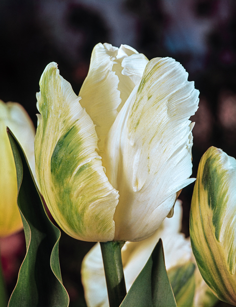 Tulpe ( Tulipa ) White Parrot 5 St.