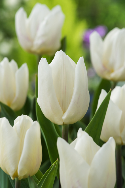 Tulpe ( Tulipa) White Prince 5 St.