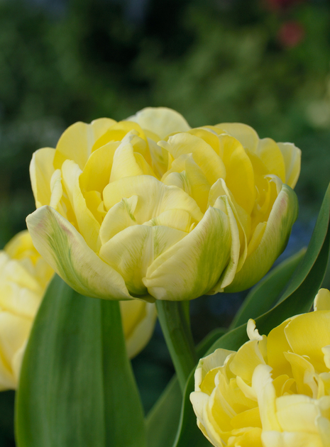 Tulpe ( Tulipa ) Yellow Mountain 5 St.