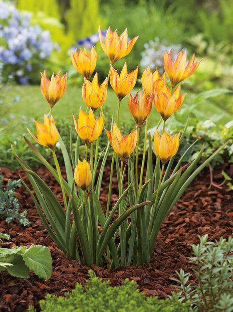 Tulpe (Tulipa) o.s. Orphanidea Flava