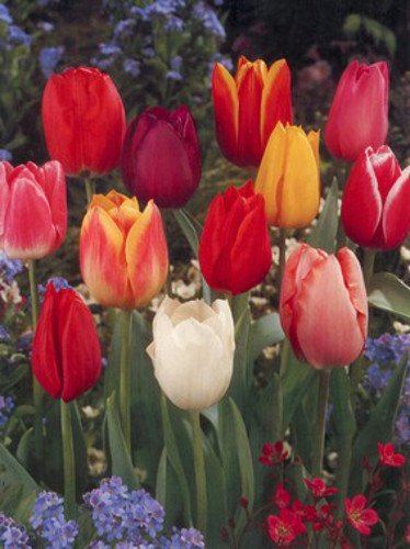 Tulpen (Tulpe) Triumph Mix 10