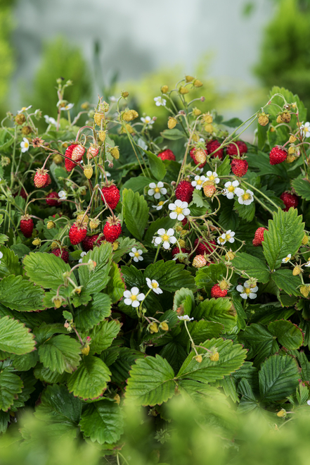 Walderdbeere (Fragaria v.) 'Baron' - Topf P9