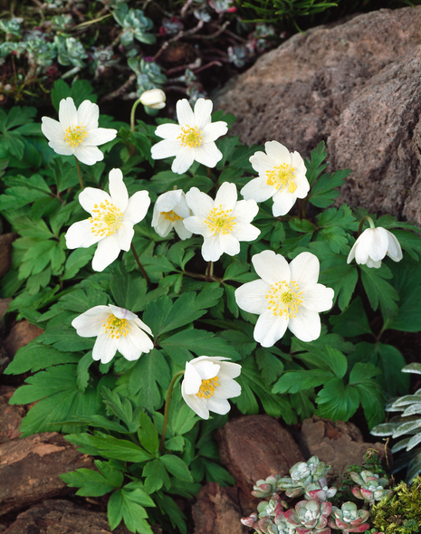 Windrösche ( Anemone nemorosa ) 5 St.