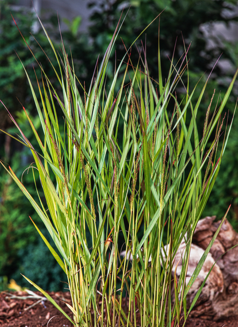 Ziergras Rispenhirse (Panicum) 'Warrior' - Topf P9