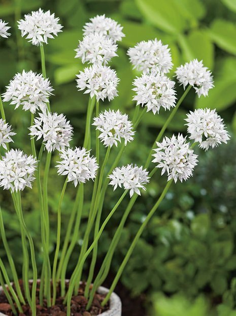 Zierknoblauch (Allium) 'Gracefull Beauty' 5 St.