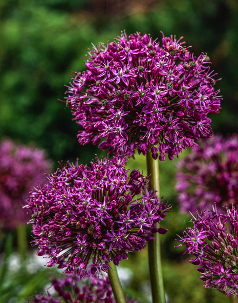 Zierknoblauch ( Allium ) Mars 1 Zwiebeln