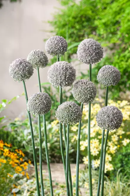 Zierlauch ( Allium ) Ping Pong 10 Zwiebeln