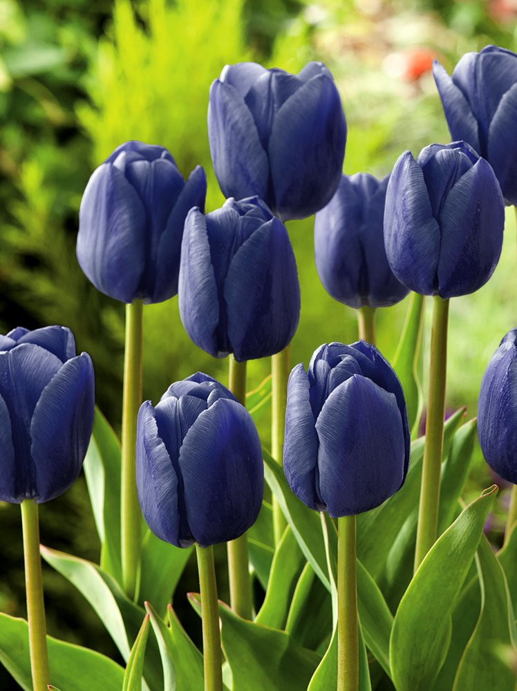 Tulpe (Tulipa) \'Blue Aimable\' Einfache \\ \\ Tulpen Blumenzwiebeln und Tulpen Herbstrhizome | (Tulipa) (spätblühende)
