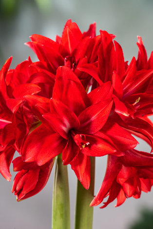 Amaryllis Double Dragon