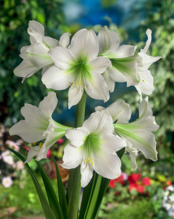 Amaryllis Green Goddes