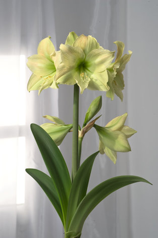 Amaryllis Lemon Lime