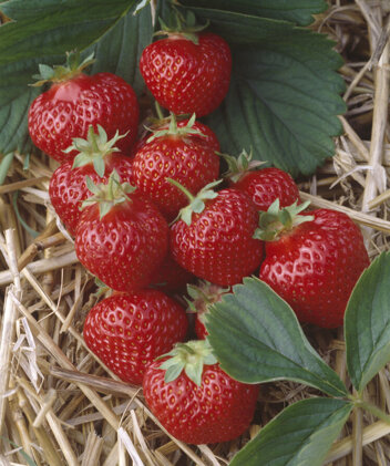 Erdbeere (Fragaria a.) 'Honeoye' - Topf P9