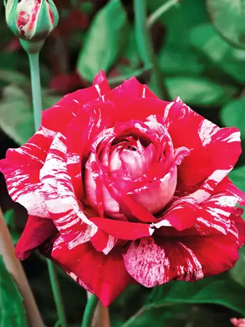 Großblumige Rose (Rosa) 'Chopin'