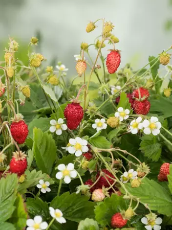 Himbeere (Rubus illecebrosus)