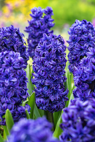 Hyazinthe ( Hyacinthus ) 'Royal Navy' 1 St.