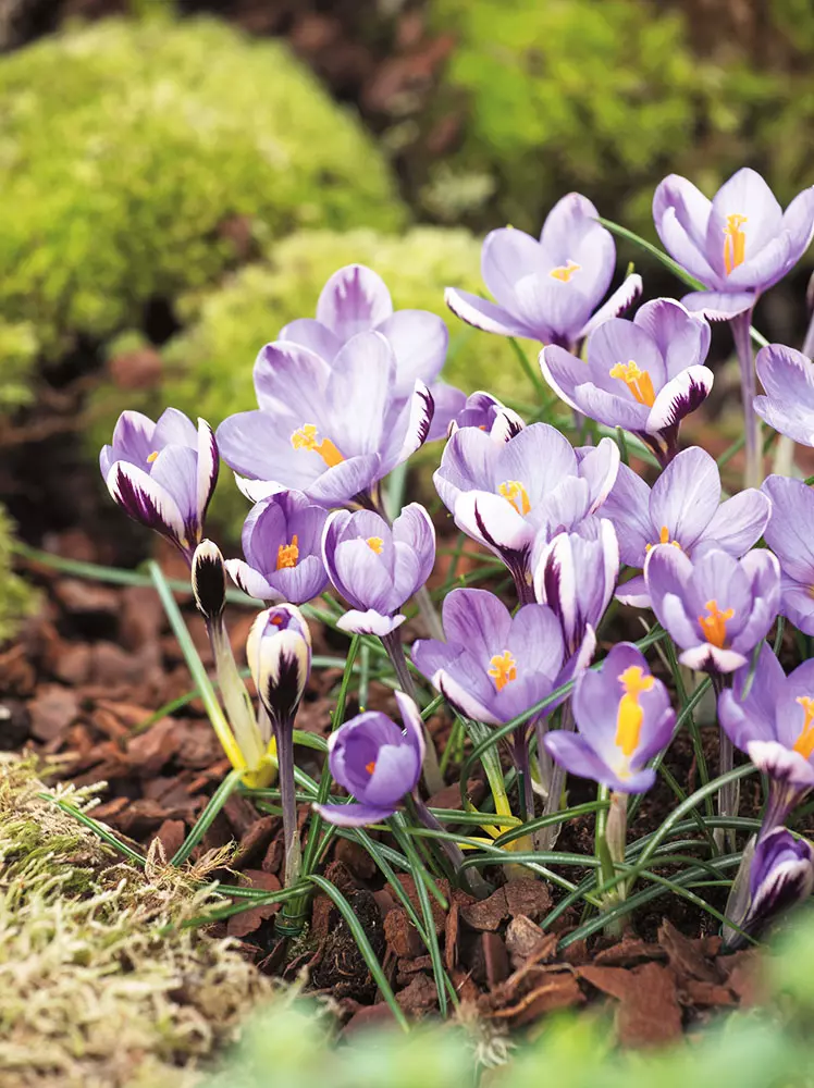 Krokus (Crocus) Spring Beauty  5 St.