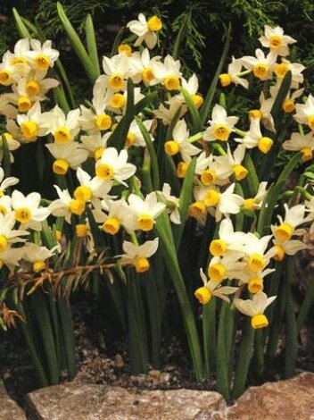 Narzisse Tazetta (Narcissus) Canaliculatus 5 St ( riechend )