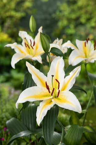 Orientalische Lilien ( Lilium ) Baferrari 1 St.