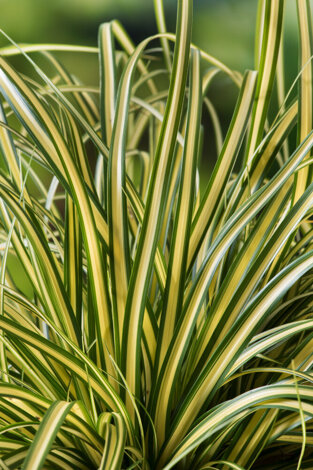 Oschima-Segge (Carex) 'Evergold' - Topf P9