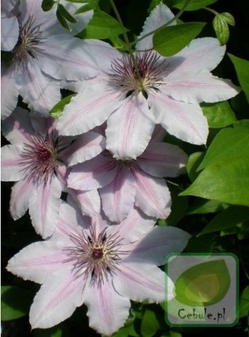 Powojnik (Clematis) Nelly Moser