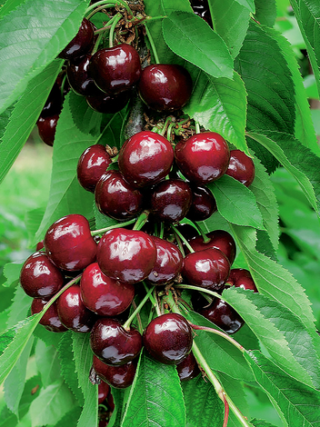 Prunus avium 'Hedelfinger Riesenkirsche'