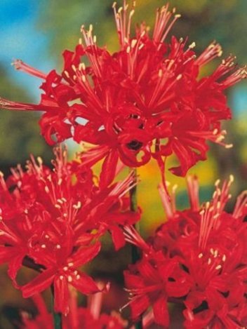 Rote Spinnenlilie (Lycoris) Radiata