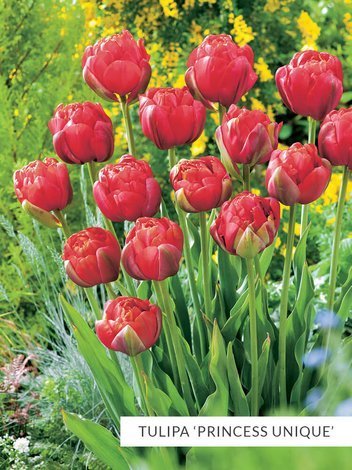 Satz Exklusiv Gefülltblühende Tulpen