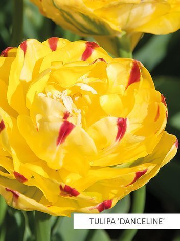 Satz Exklusiv Gefülltblühende Tulpen