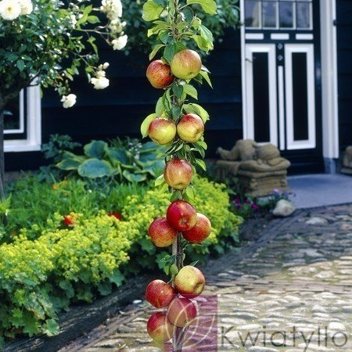 Säulenapfelbaum 'Flamenco'