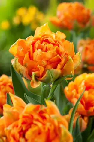 Spätblühenden Gefüllten Tulpen ( Tulipa ) " Orca " 5 stk.