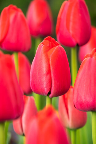 Tul ( Tulipa) RED PRIDE 5 St.