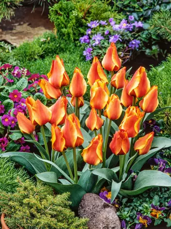 Tulpe Greigii (Tulipa) 'Compostella' 5 St.