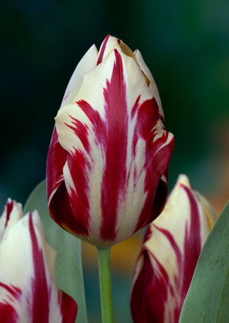 Tulpe Triumph (Tulipa) Grand Perfection 5 St.