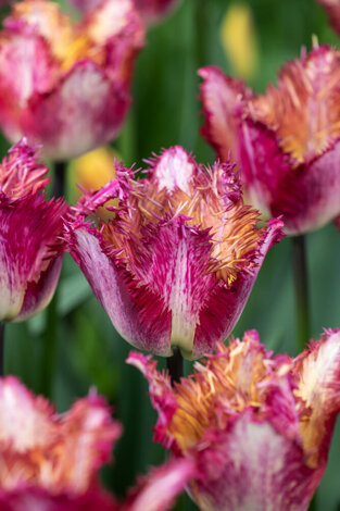 Tulpe ( Tulipa ) Colour Fusion - 5 St.