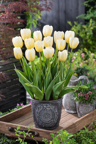 Tulpe ( Tulipa ) Happy People 5 St.