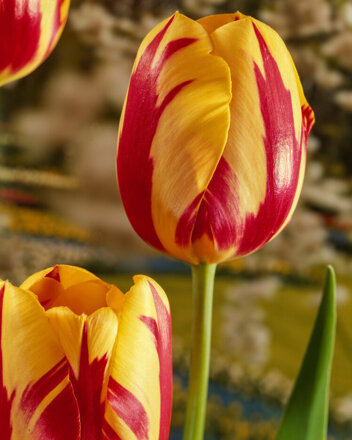 Tulpe ( Tulipa) Olympic Flame 5 St.