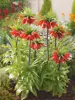 Kaiserkrone (Fritillaria) 'Rubra' 1 St.