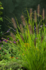 Lampenputzergras (Pennisetum) 'Red Head' XXL 1 St.