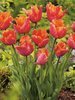 Tulpe (Tulipa) 'Amazing Parrot'