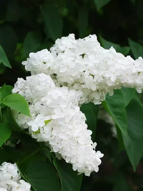 Gartenhortensie (Hydrangea) Blau